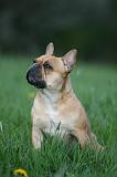 BOULEDOGUE FRANCAIS 1013